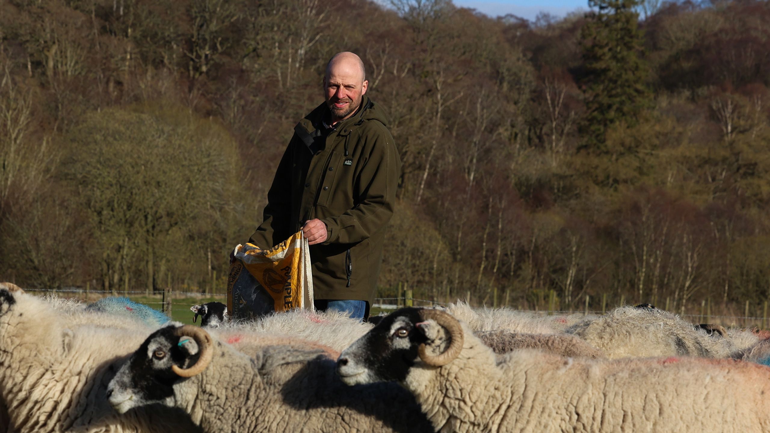 Farmer feeding sheep