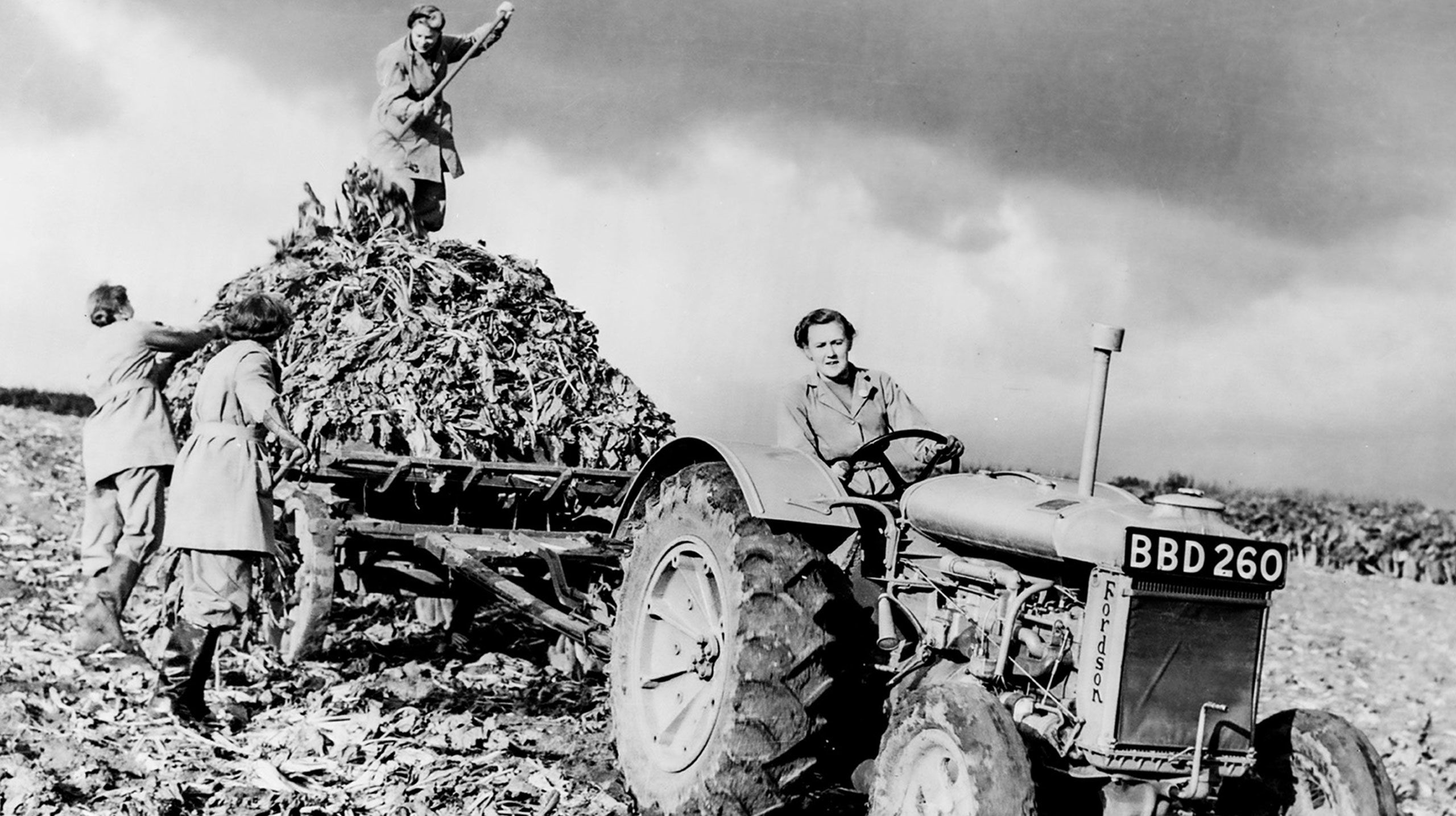 Beet harvest during World War II