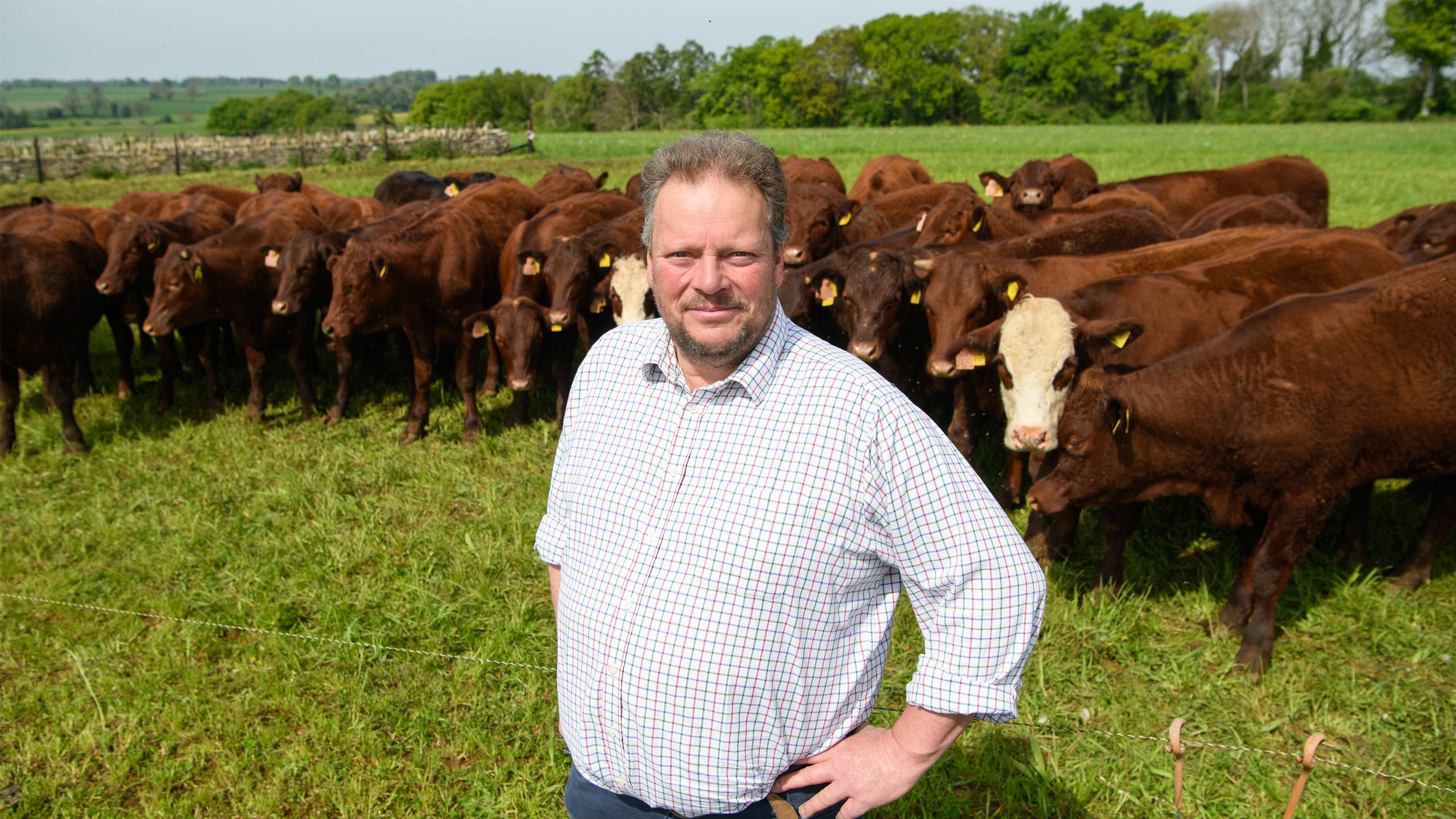 NFU Livestock Board chair David Barton pictured with his herd of beef cattle