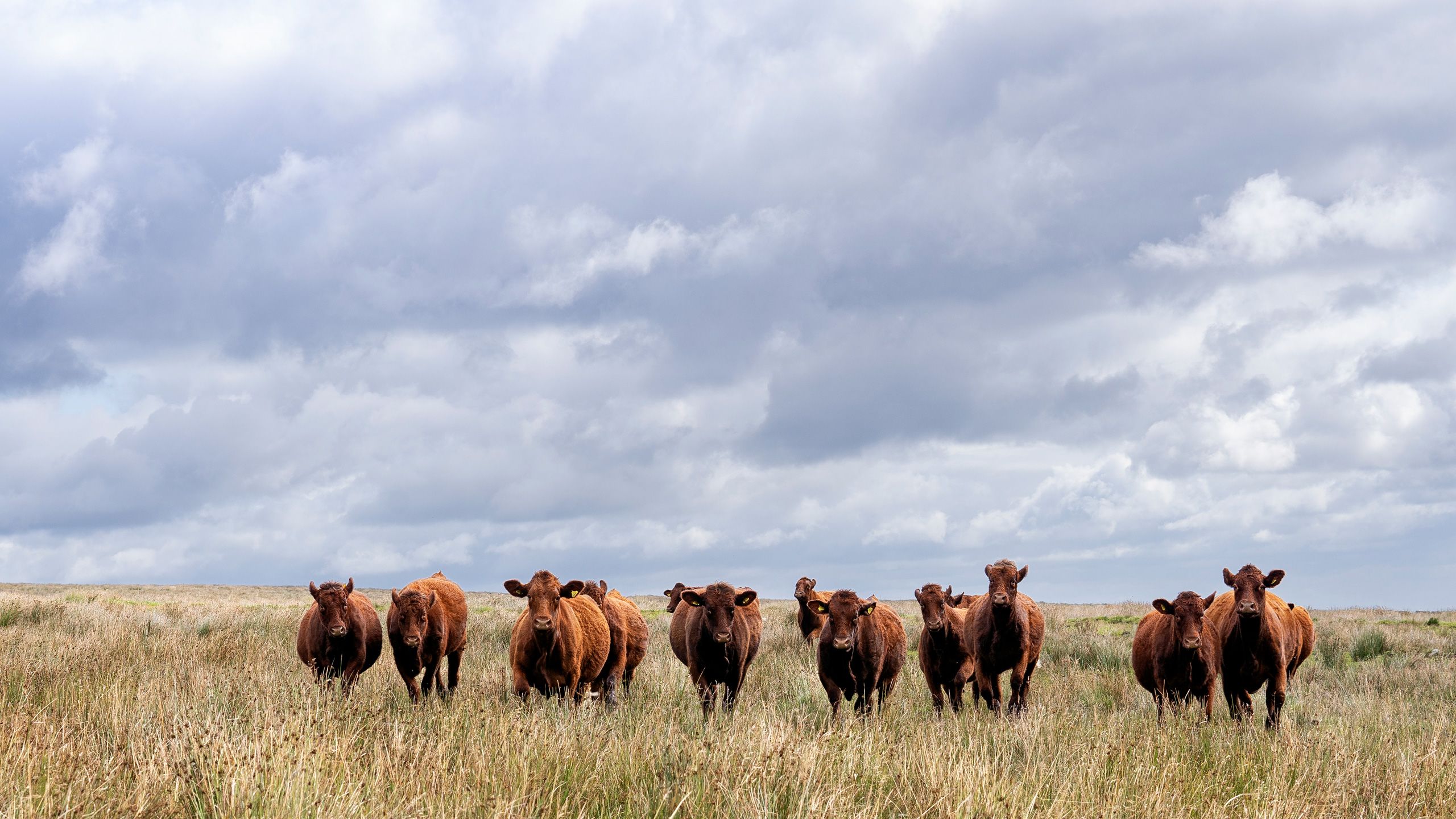A herd of Saler cattle, pictured on the uplands of Yorkshire