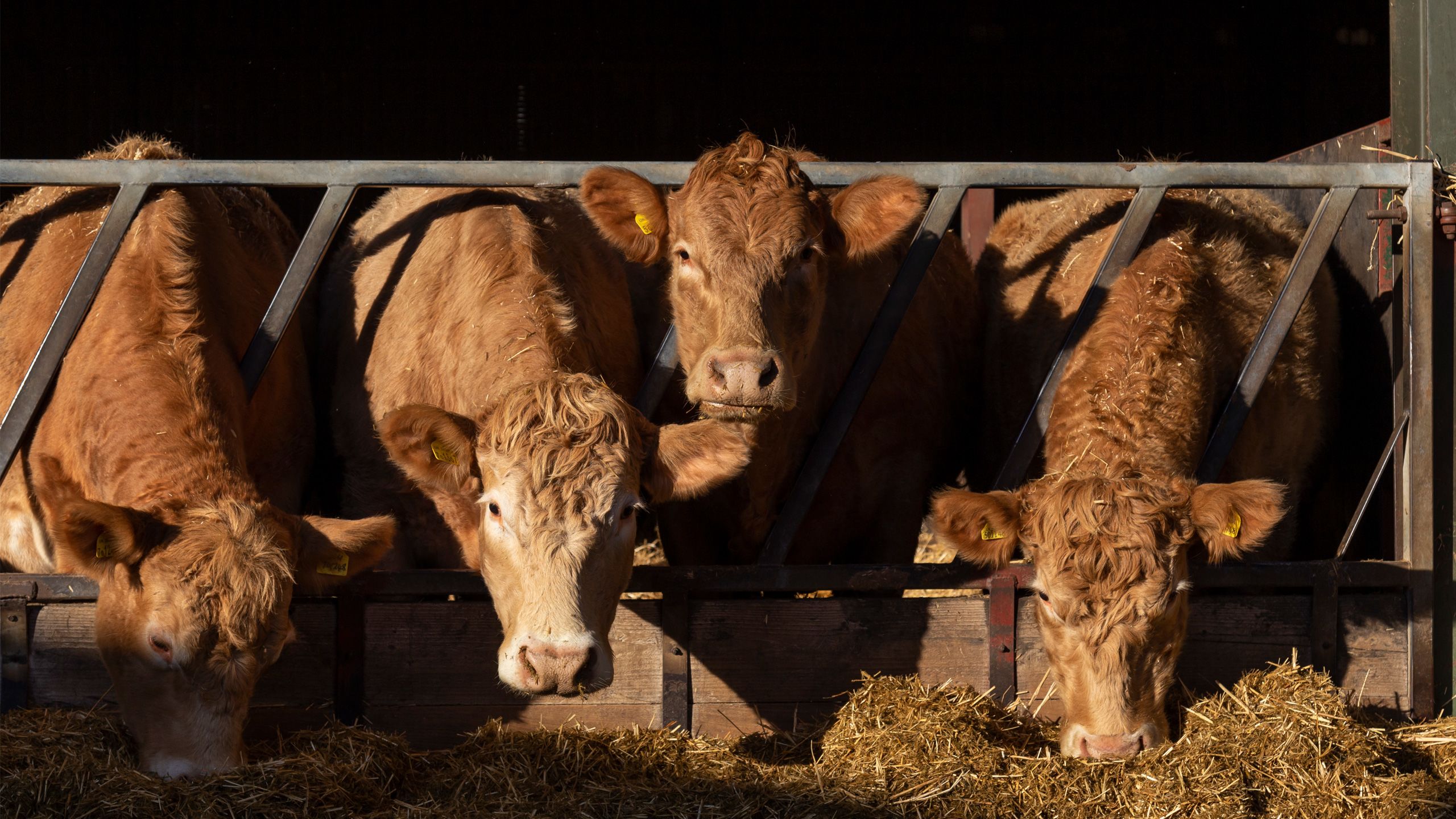 Beef cattle in a livestock shed eating silage