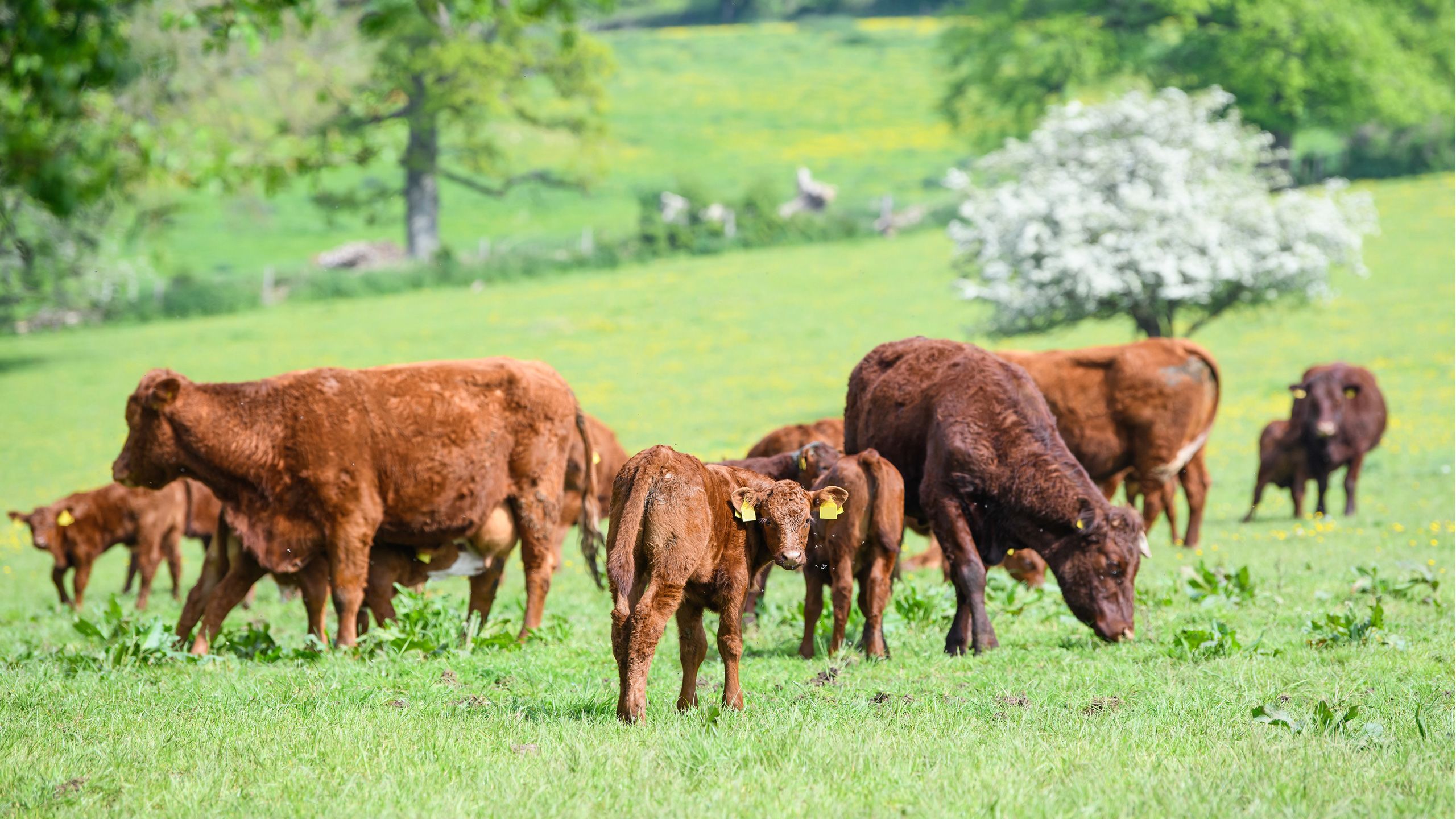 Beef cows with their young calves