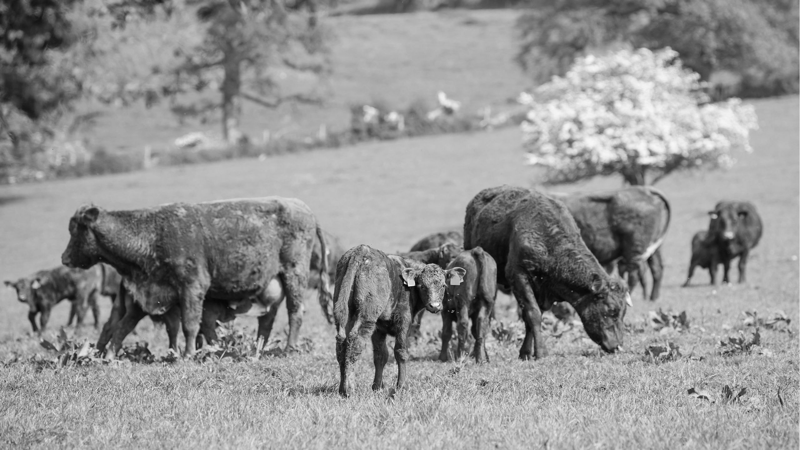 A black and white image of a beef cows with their young calves
