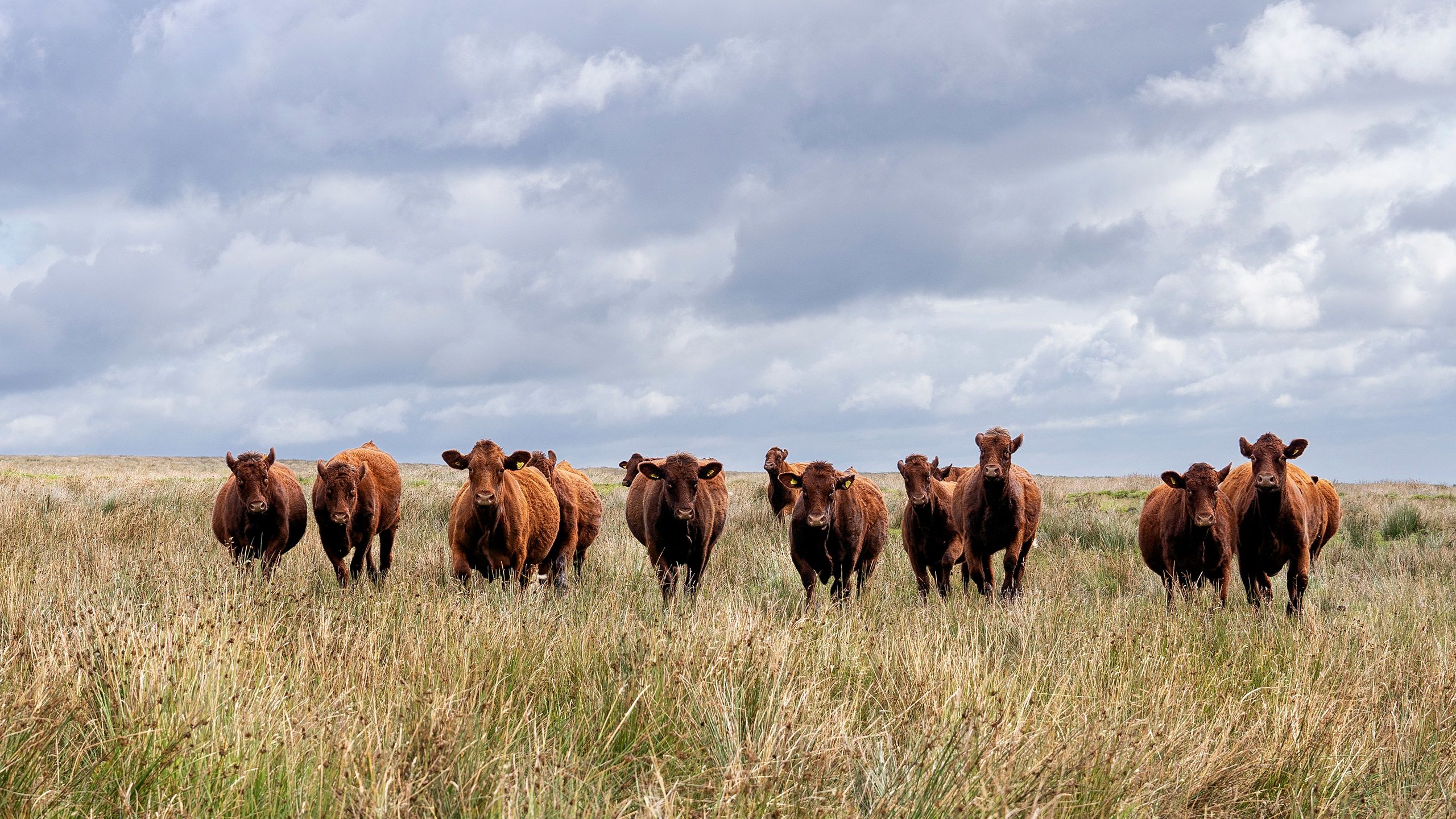 A herd of Saler cattle, pictured on the uplands of Yorkshire