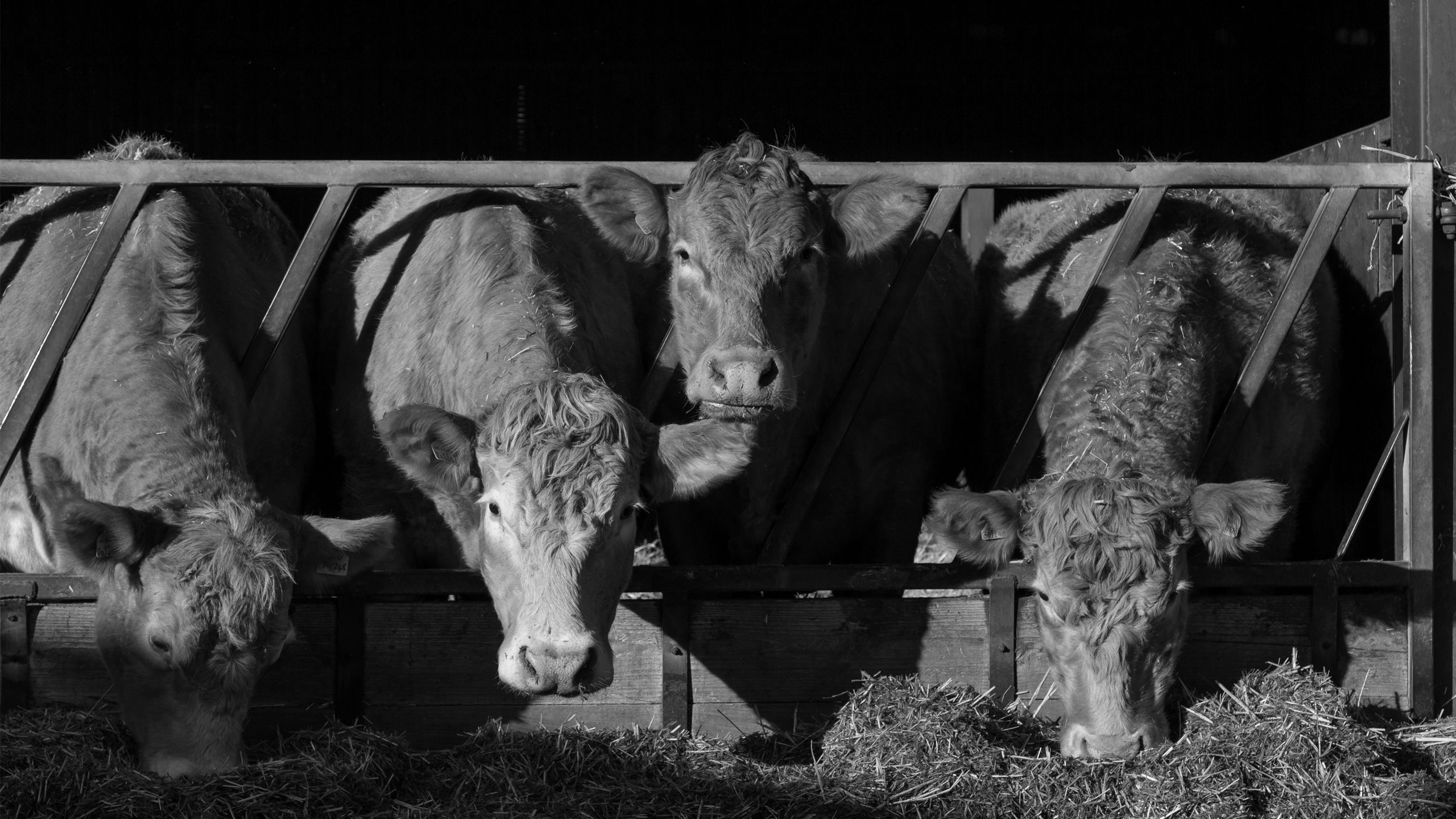 A black and white image of beef cattle in a livestock shed eating silage