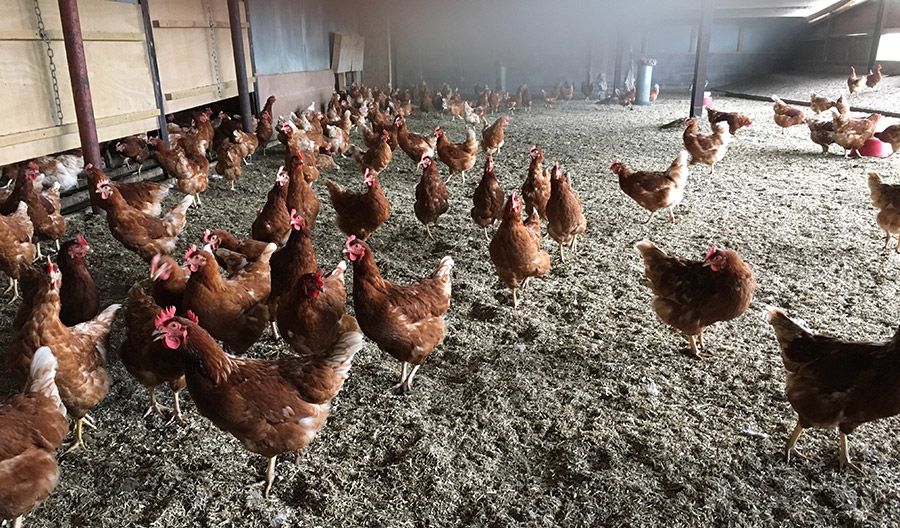 A flock of organic hens 