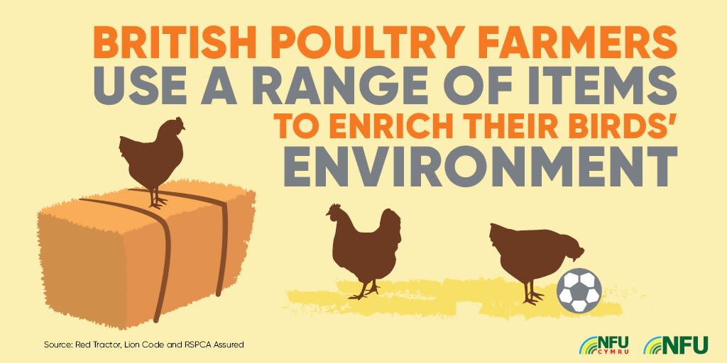British poultry farmers use a range of items to enrich birds' environment