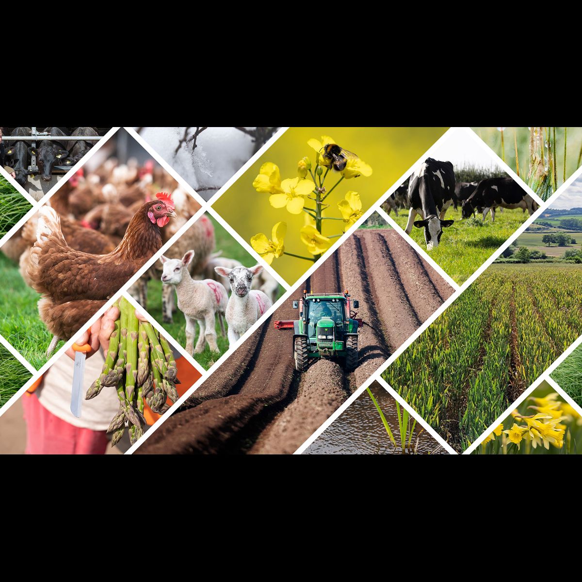 Back British Farming – through the seasons (Spring)