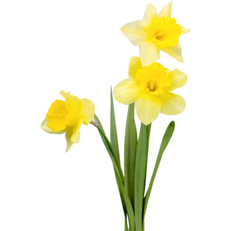 Daffodils