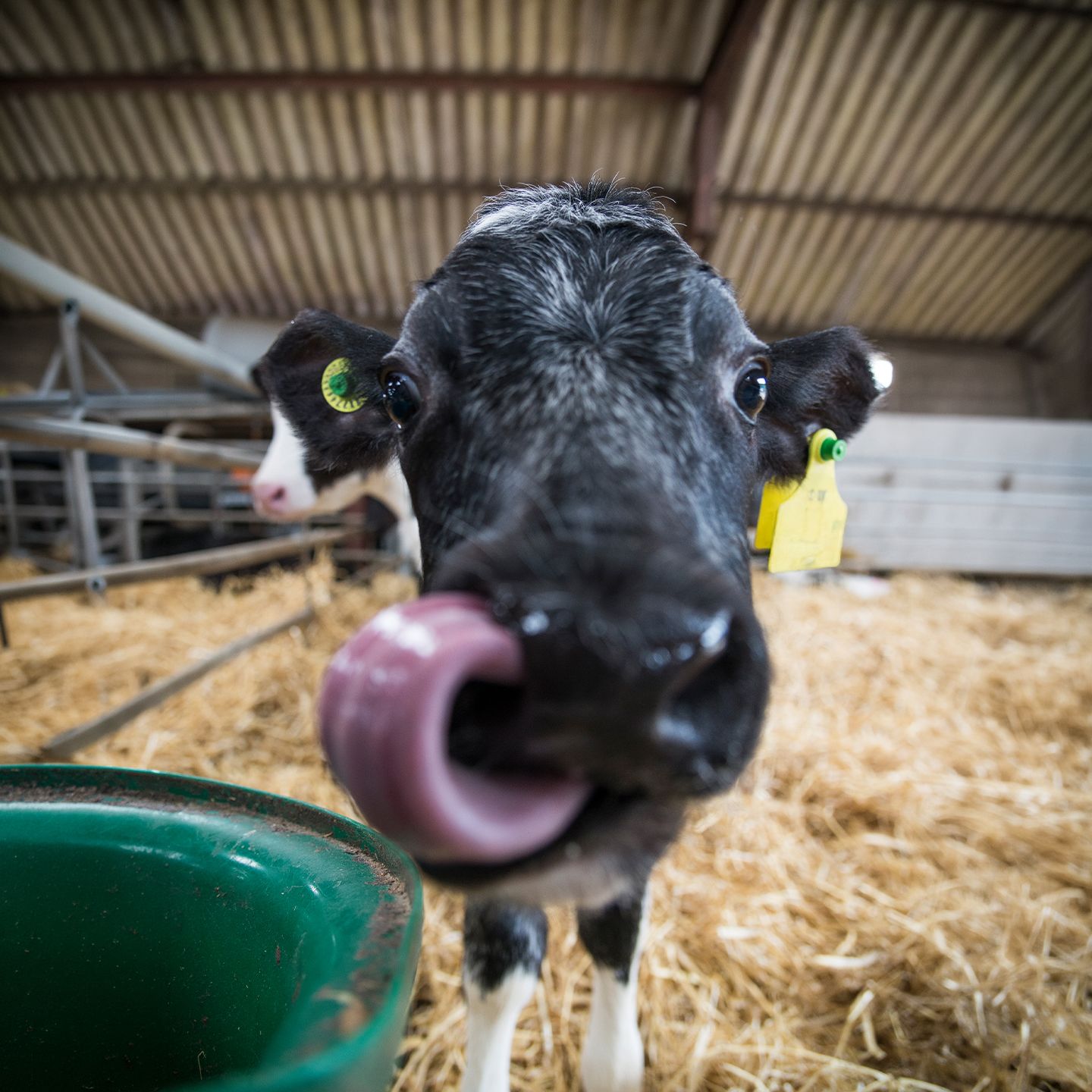Calf licking its nose