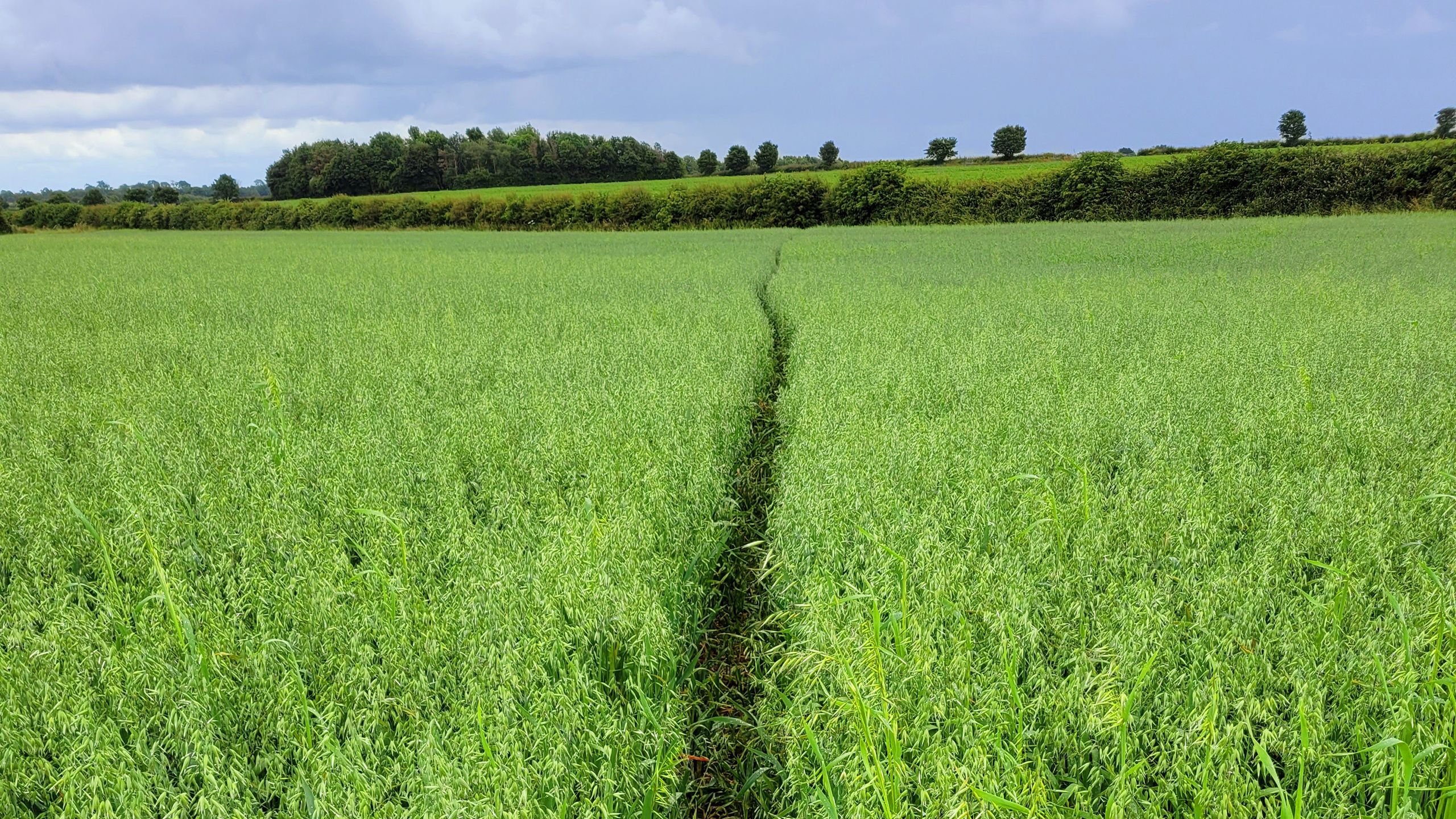 A public footpath through a farmer's field