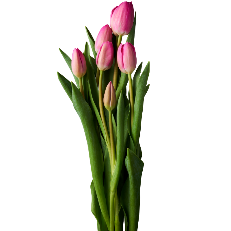 Tulips