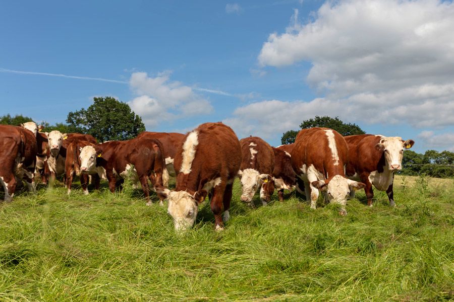 A beef herd grazing on lush green grass