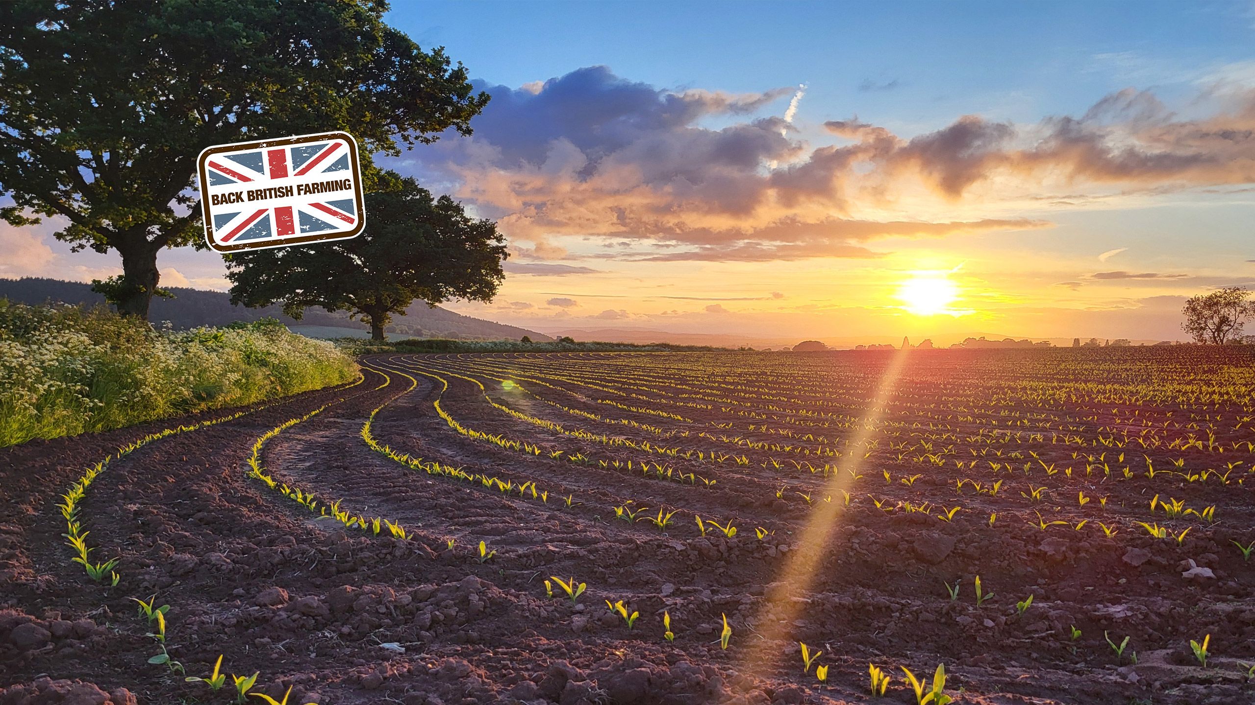 A field of young crops at sunset and the Back British Farming logo