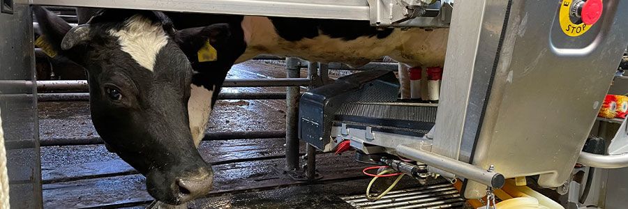 Robot milking