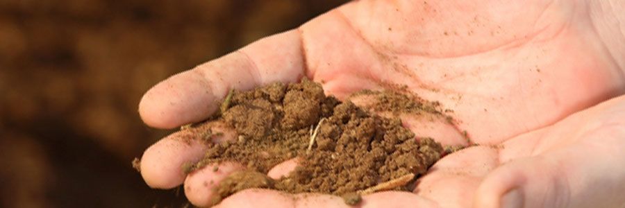 Growing media in hands