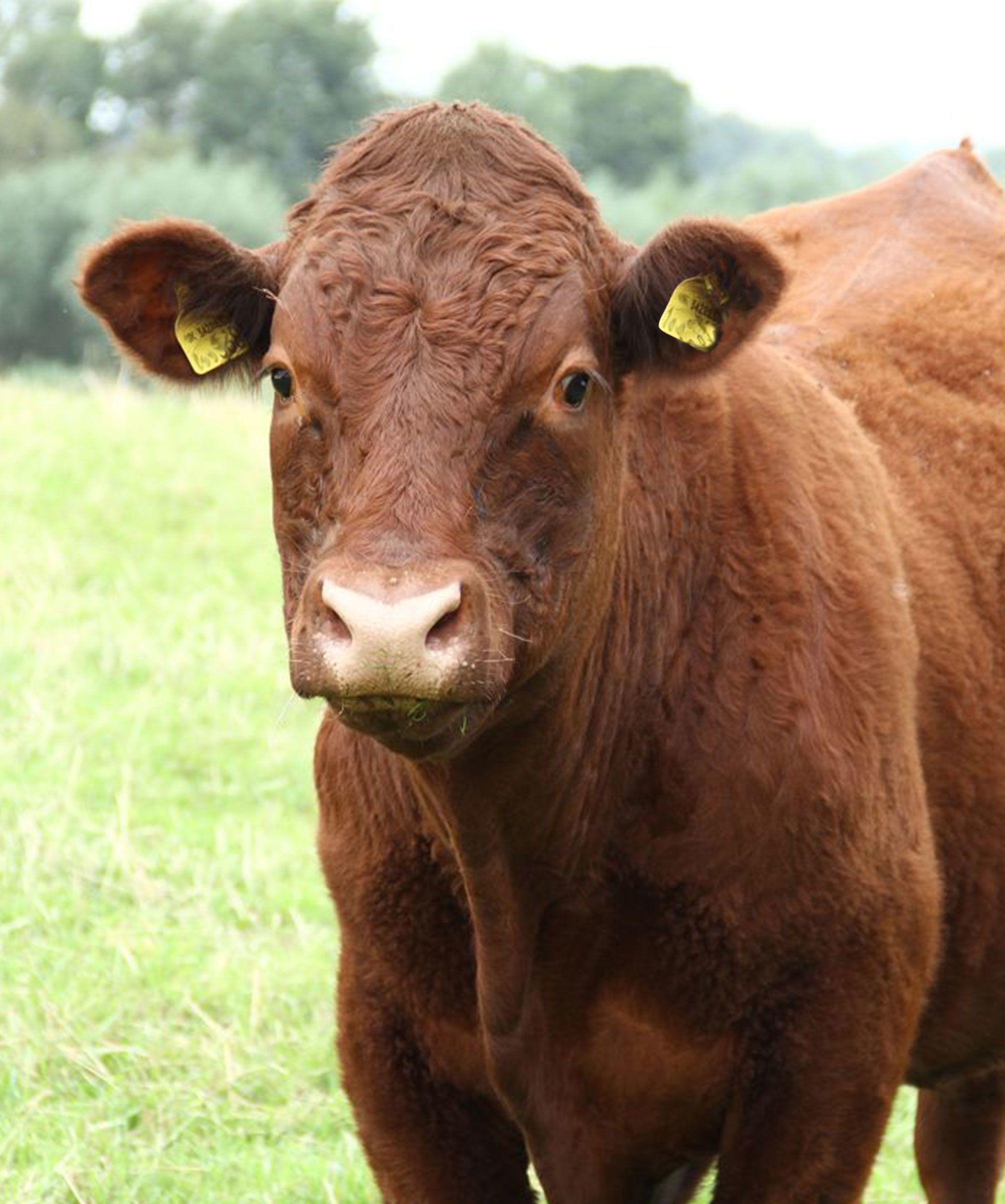 Cattle