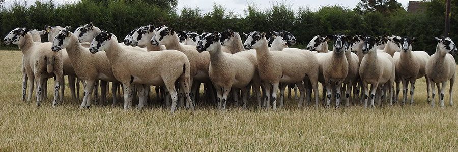 Sheep