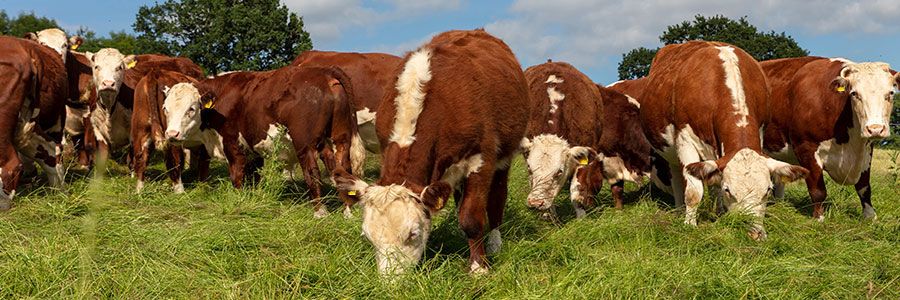 Grazing cattle