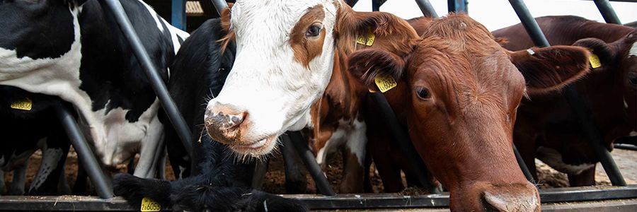 Cows feeding