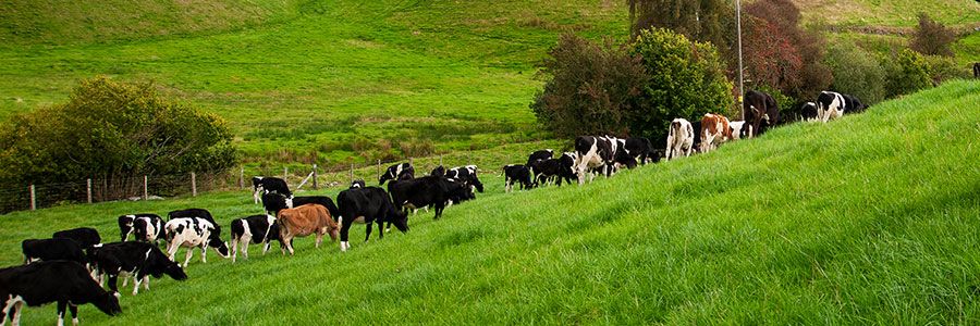 Herefords