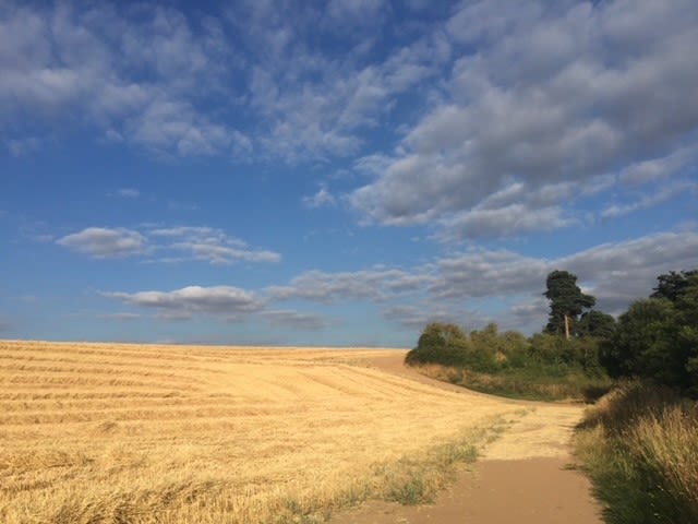 Saxon Mill fields