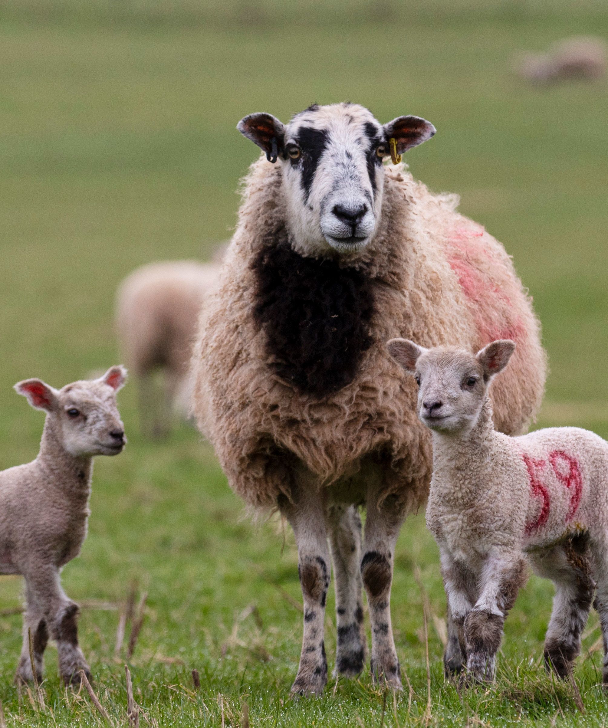 Lambs and mum