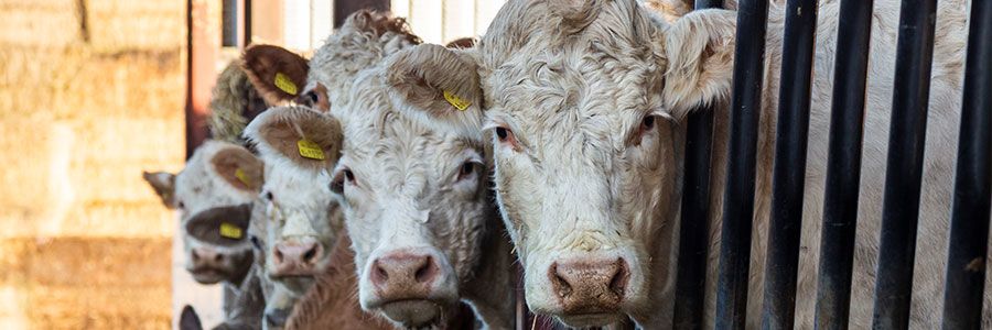 Cattle