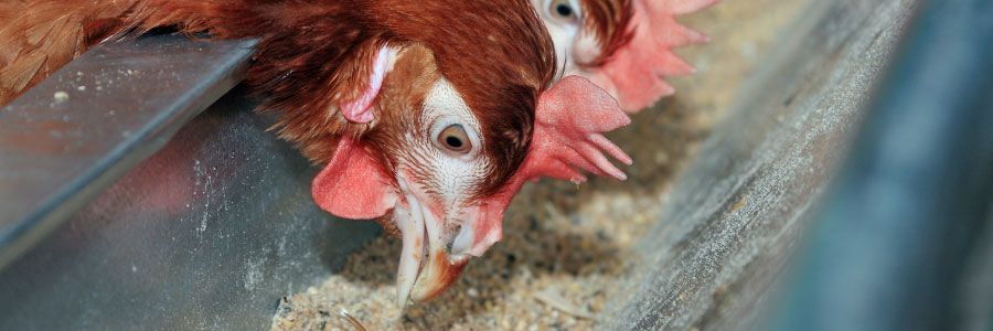 Chicken eating feed