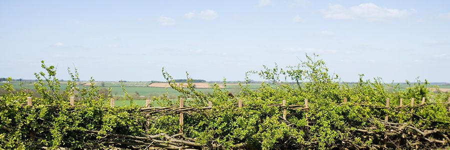 Hedge with field in the distance